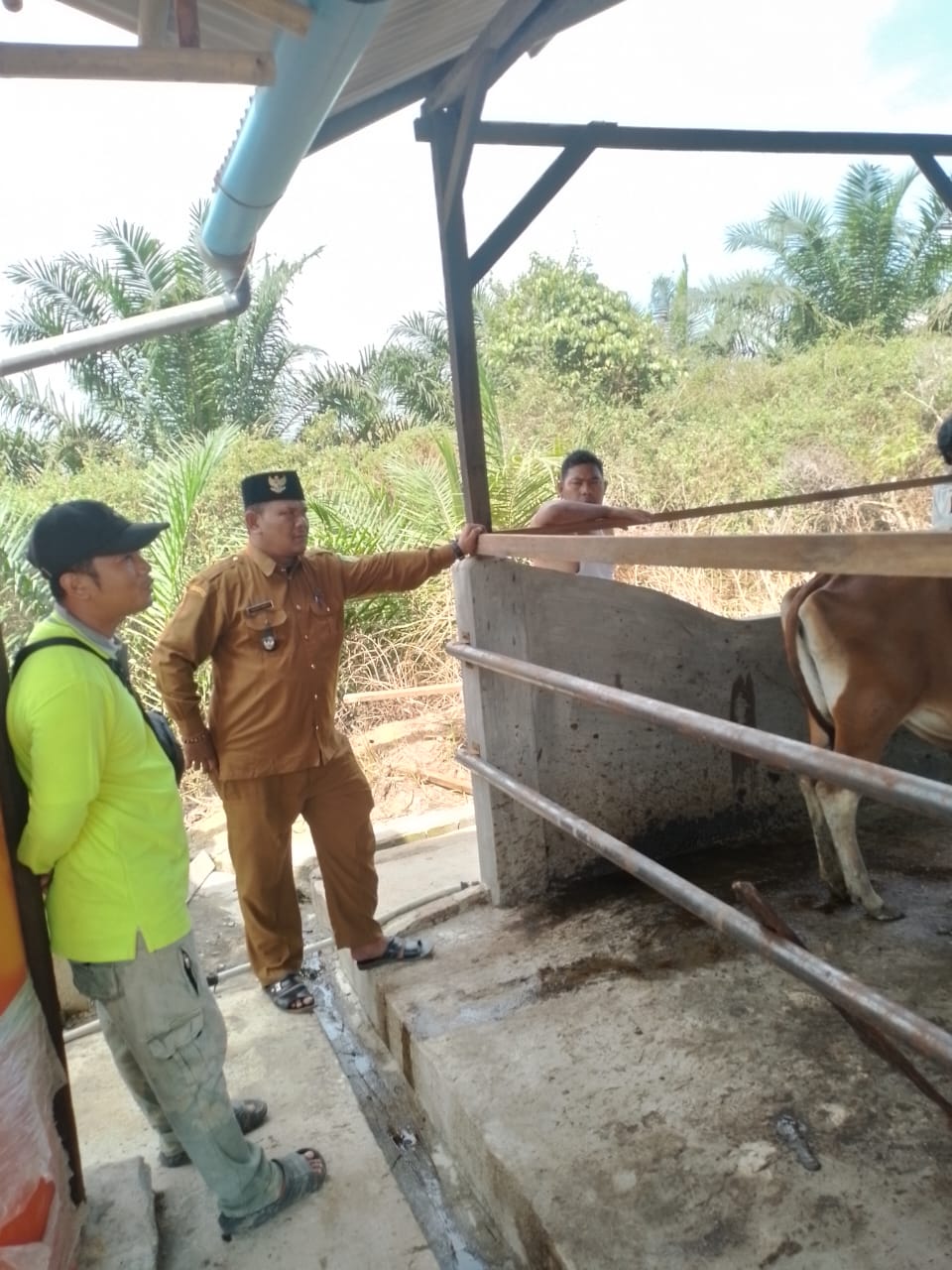 Kerjasama Sama BUMdes, dan Peternak sapi Terus dilakukan agar Mendapatkan Hasil Yang Memuaskan