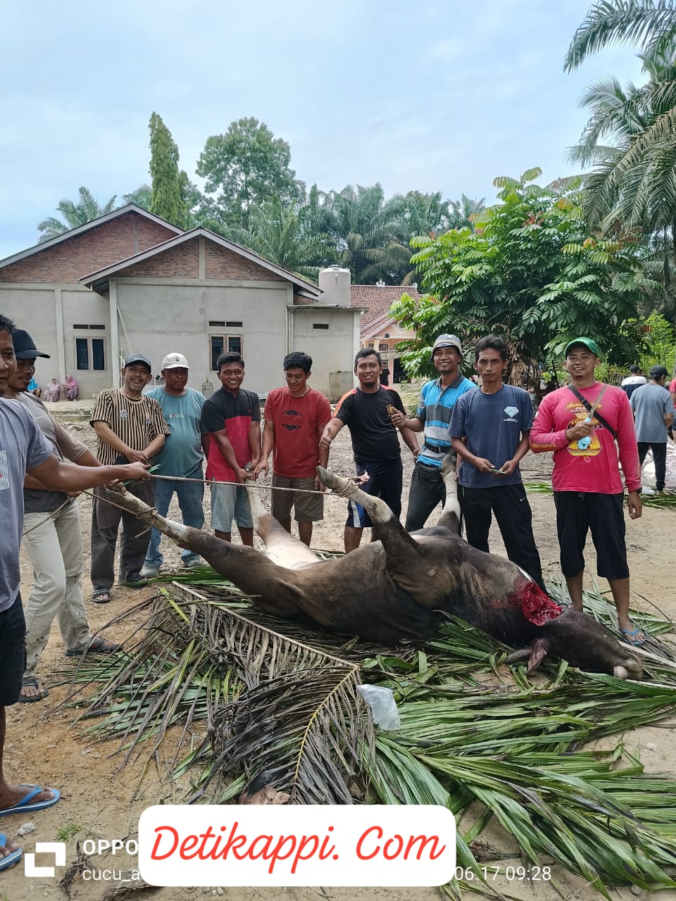 Pemerintah Desa Kota Baru Hewan Korban Sebanyak 38 ekor Sapi Dan 5 Ekor Kambing Di IDUL ADHA 10 Zulhijjah 1445 H 