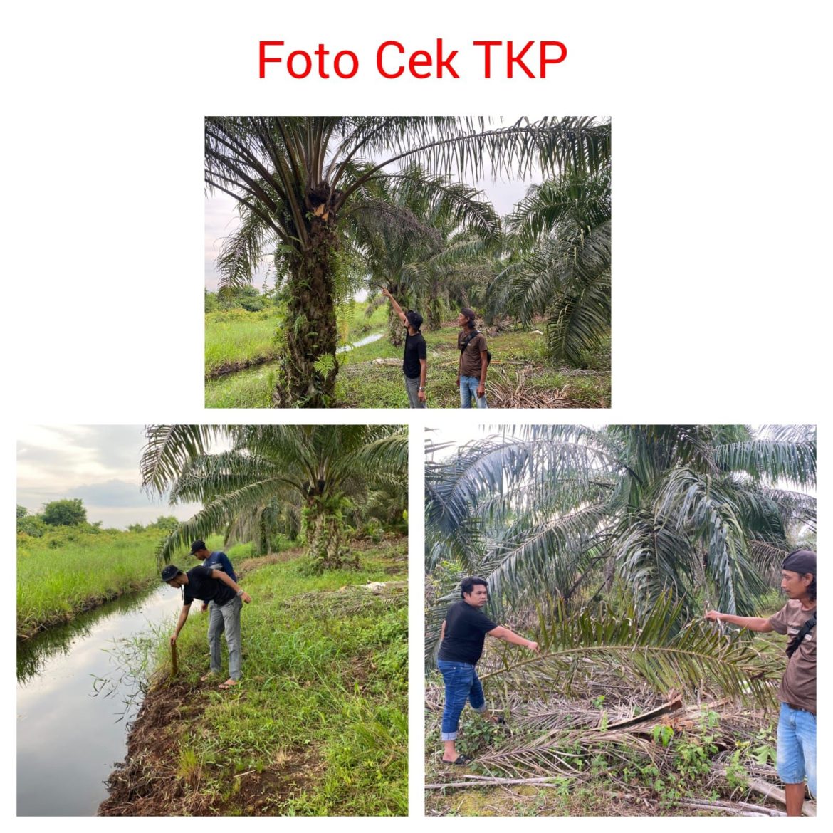 Tertangkap Basah Tengah Beraksi Mencuri Buah Sawit Inisial MS di Jebloskan Unit Reskrim Polsek Bangko Polres Rohil