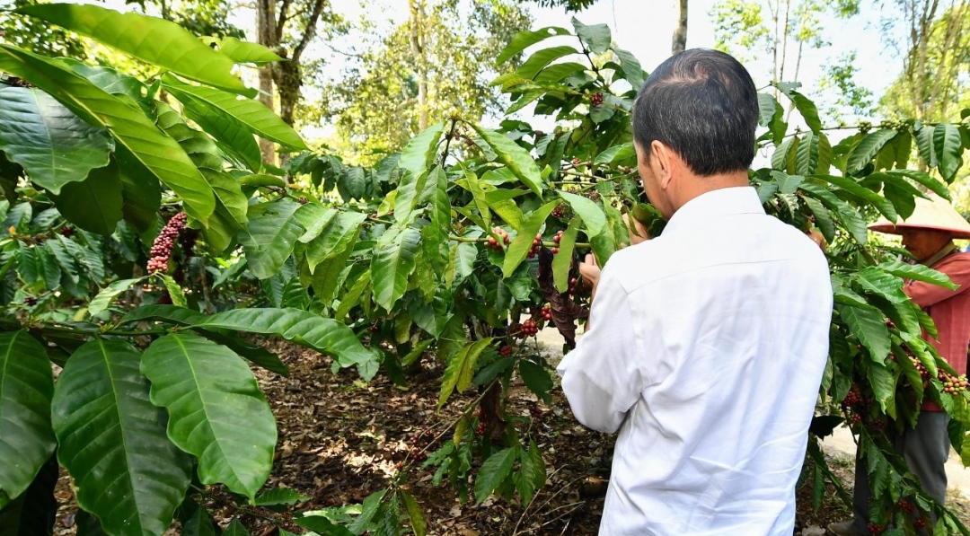 Panen Kopi di Lampung Barat, Presiden Jokowi Dorong Peningkatan Produktivitas
