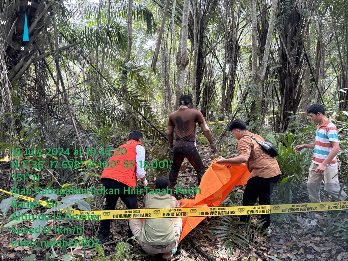 Tergantung di Sebatang Pohon Rambung (Karet) Mayat Ditemukan Warga Yang Sedang Memanen Buah Kelapa Sawit