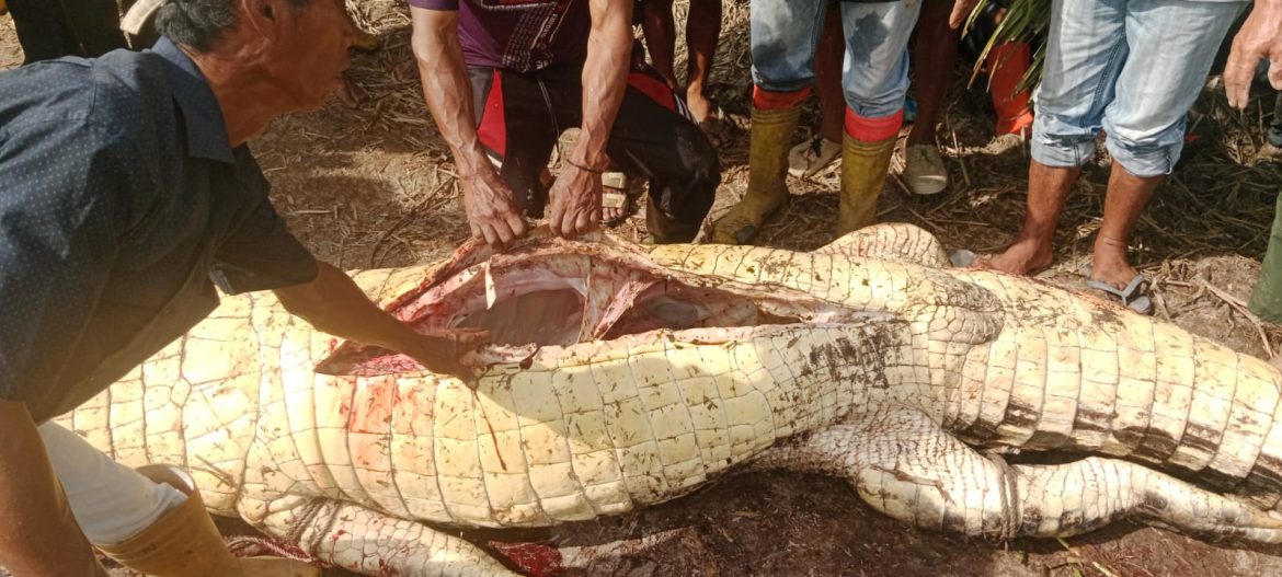 Heboh… Pemancing Ditemukan Tewas Diterkam Buaya