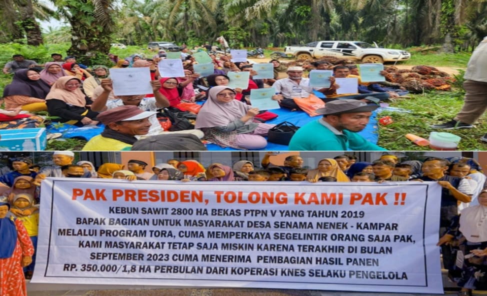 Rp1 Triliun Uang Panen Sawit Desa Senama Nenek Tak Transparan