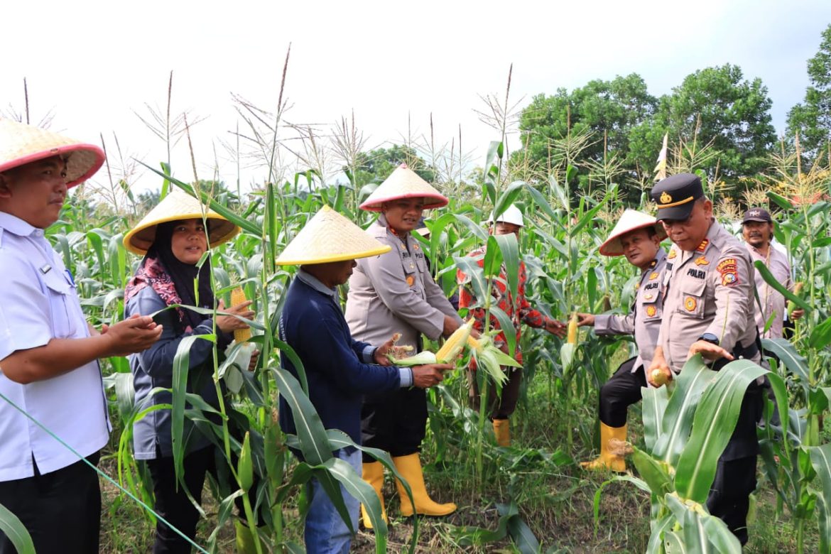 *Dukung Program Asta Cita Presiden, Kapolres Rohil bersama Dinas Pertanian dan PJU Pemanenan Jagung Kick of Penanaman*