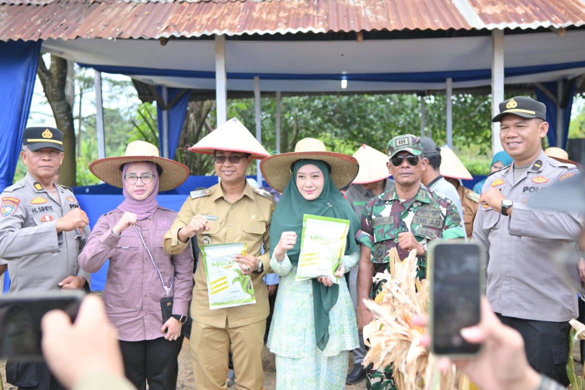 Panen Raya Perdana Jagung di Kepenghuluan Pasir Putih, Wakil Bupati Serahkan Benih Jagung