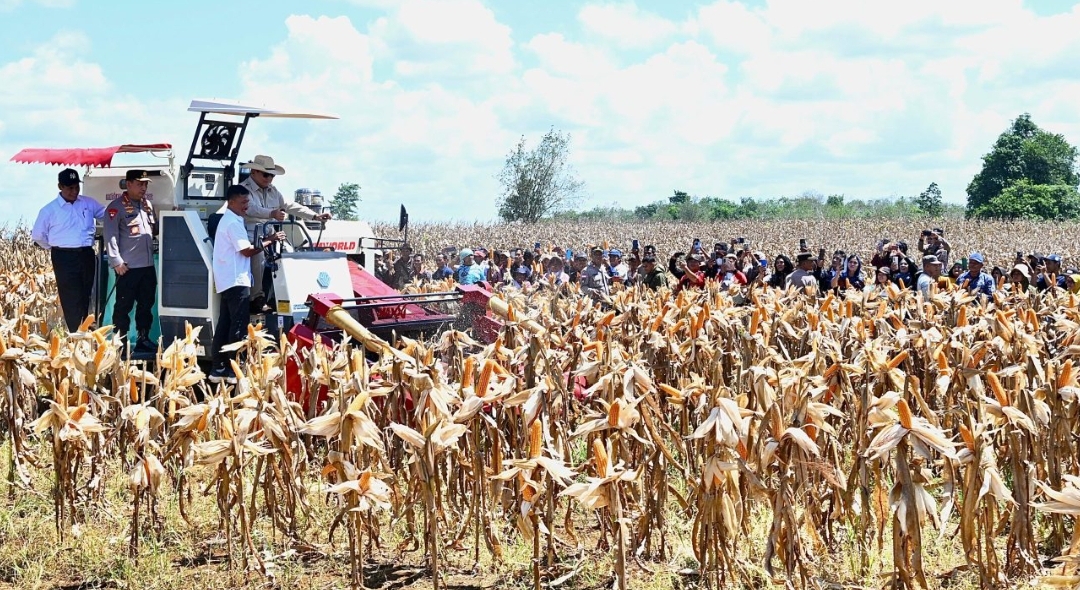 Panen Raya Jagung Seluas 344 Ribu Hektare, Presiden Prabowo Tegaskan Indonesia Siap Jadi Lumbung Pangan Dunia