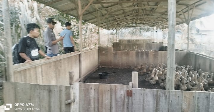 Direktur Bersama Bendahara BUMKep Serusa Tinjau Langsung Peternakan Itik Petelur 