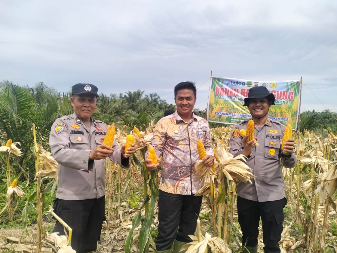 Polsek Batu Hampar Gelar Panen Raya Jagung Serentak Dukung Program Ketahanan Pangan Nasional