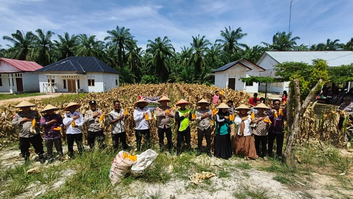 POLSEK RIMBA MELINTANG POLRES ROHIL GELAR PANEN RAYA JAGUNG SERENTAK KUARTAL III DALAM RANGKA DUKUNG PROGRAM KETAHANAN PANGAN NASIONAL