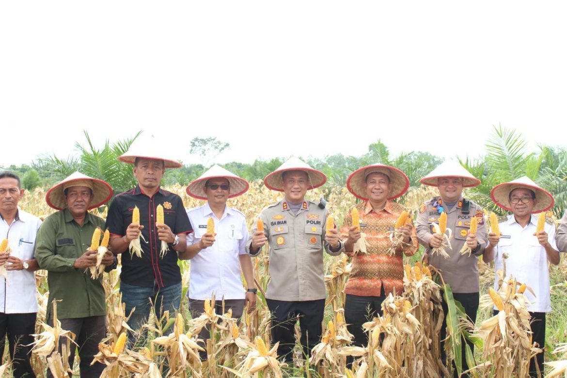 POLRES ROKAN HILIR GELAR PANEN JAGUNG SERENTAK KUARTAL III DALAM RANGKA DUKUNG PROGRAM ASTA CITA PRESIDEN RI