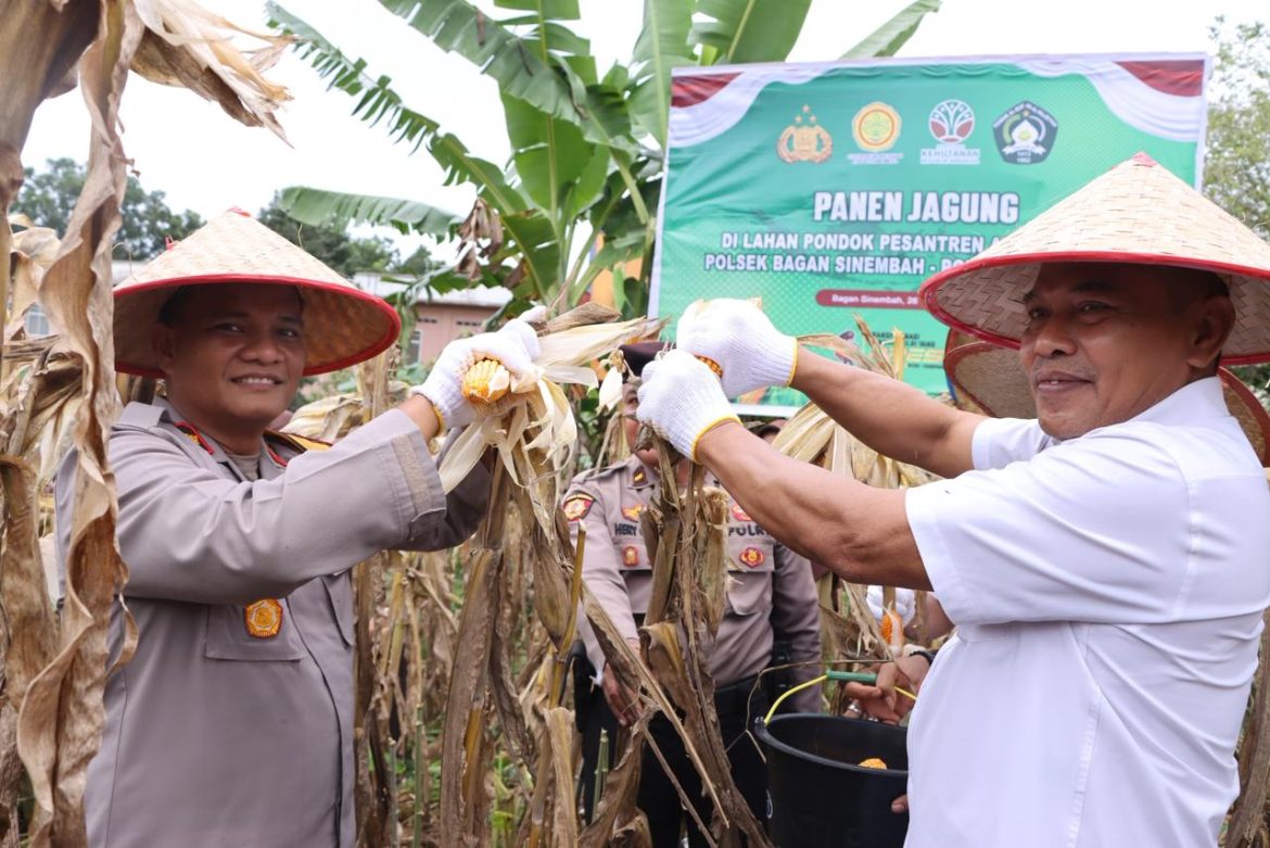 PANEN RAYA JAGUNG DI PONPES AL-MAJIDIYAH, POLSEK BAGAN SINEMBAH DUKUNG PROGRAM ASTA CITA PRESIDEN RI