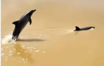 *Pesut Mahakam Muncul di Sungai Rokan, Bupati Rokan Hulu Ajak Warga Jaga Kelestariannya*