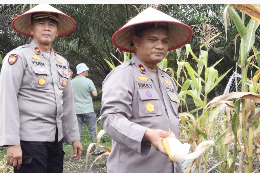 POLRES ROHIL DUKUNG ASTA CITA PRESIDEN MELALUI PANEN RAYA JAGUNG SERENTAK KUARTAL II