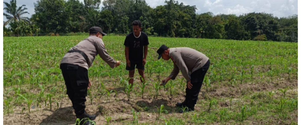 Polsek Tanah Putih Cek Perkembangan Jagung Ketahanan Pangan di Cempedak Rahuk