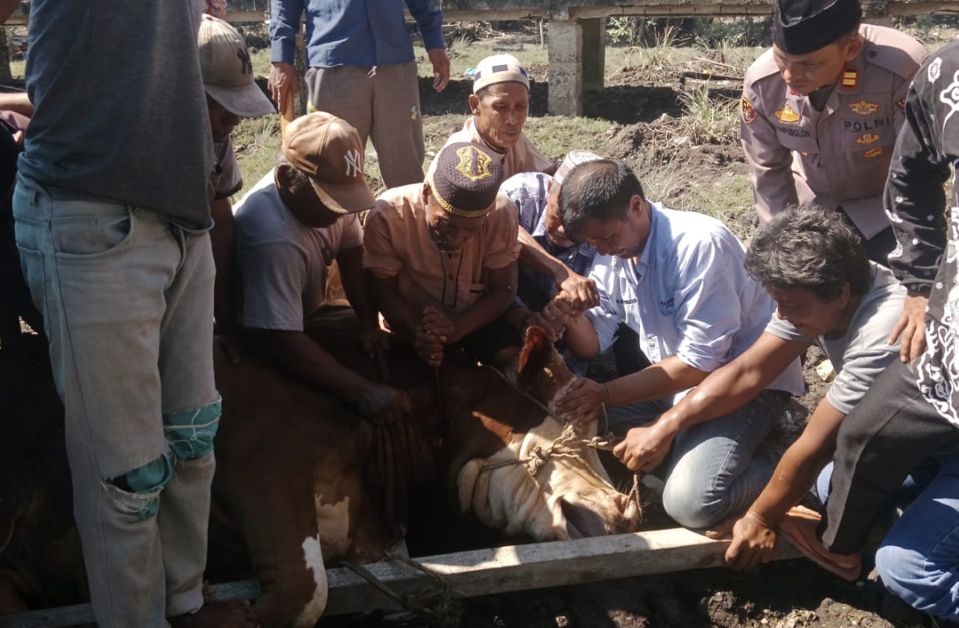Kapolda Riau dan Kapolres Rohil Salurkan Hewan Qurban untuk Masyarakat Panipahan dan Rantau Kopar
