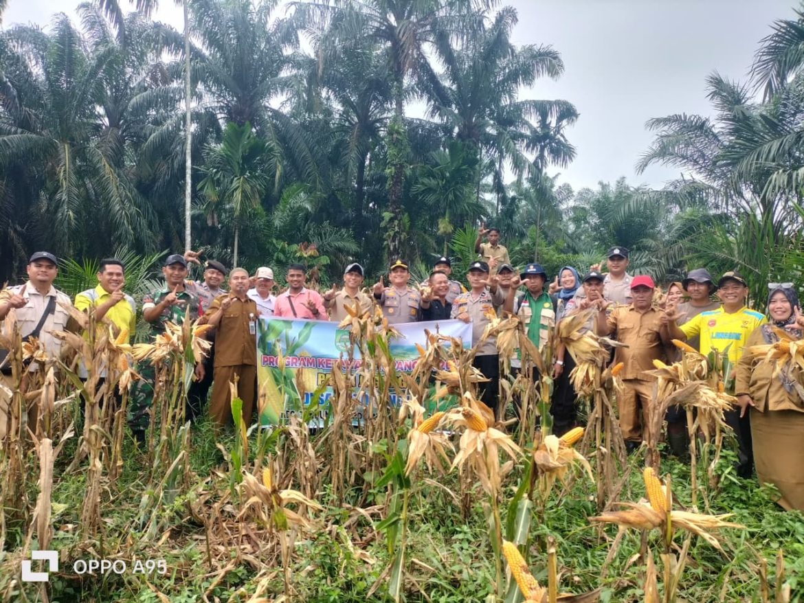 Polsek Tandun Dorong Swasembada Pangan Lewat Penanaman Jagung di Desa Koto Tandun