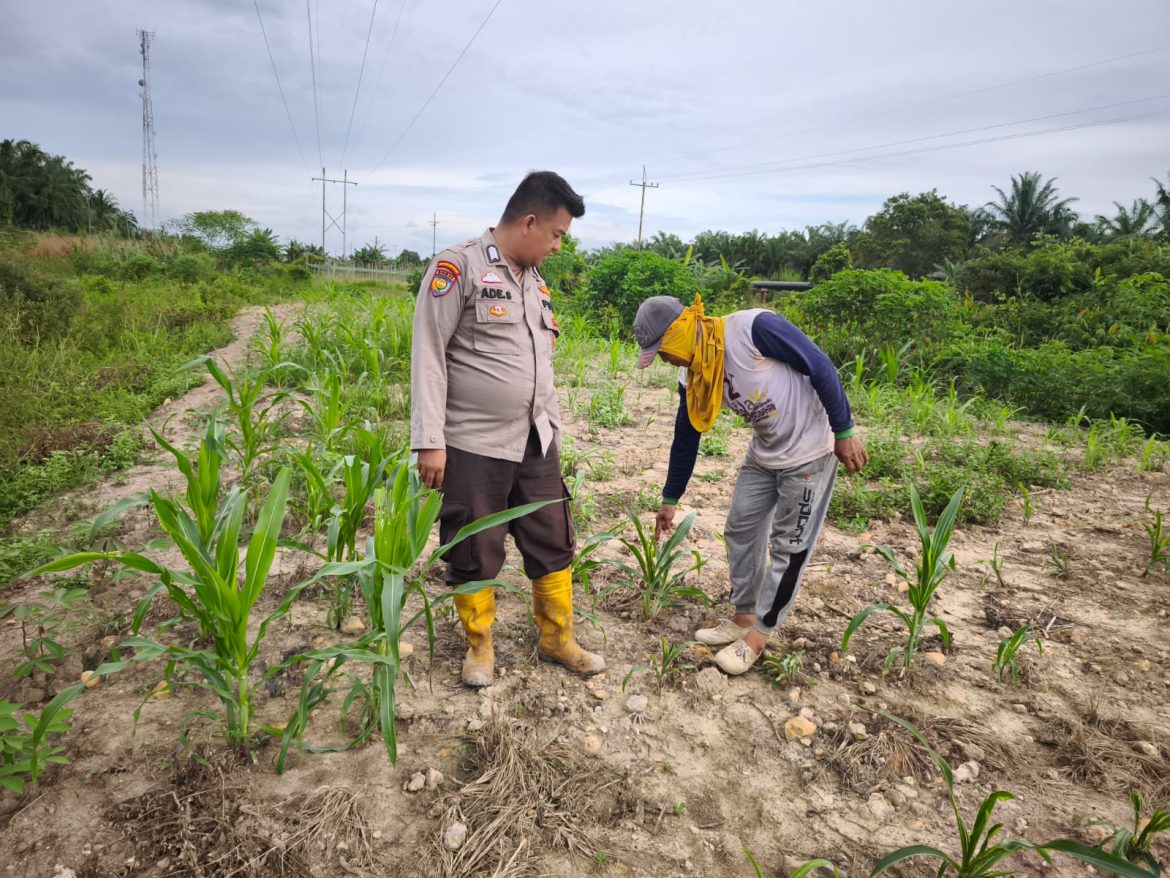 *Dukung Ketahanan Pangan, Bhabinkamtibmas Polsek Rantau Kopar Tinjau Perkembangan Jagung Pipil*