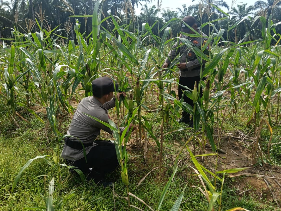 Polsek Simpang Kanan Rutin Pantau Tanaman Jagung Dukung Program Ketahanan Pangan Nasional