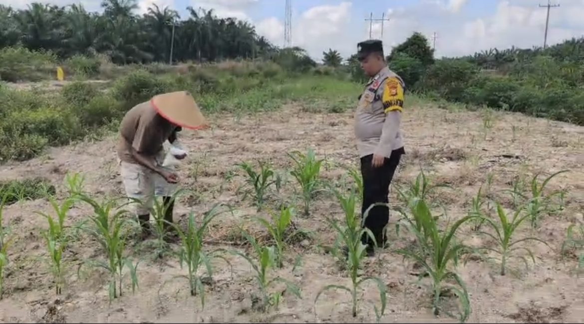 *Bhabinkamtibmas Kel. Rantau Kopar Melaksanakan kegiatan pengecekan Ketahanan pangan jagung pipil*
