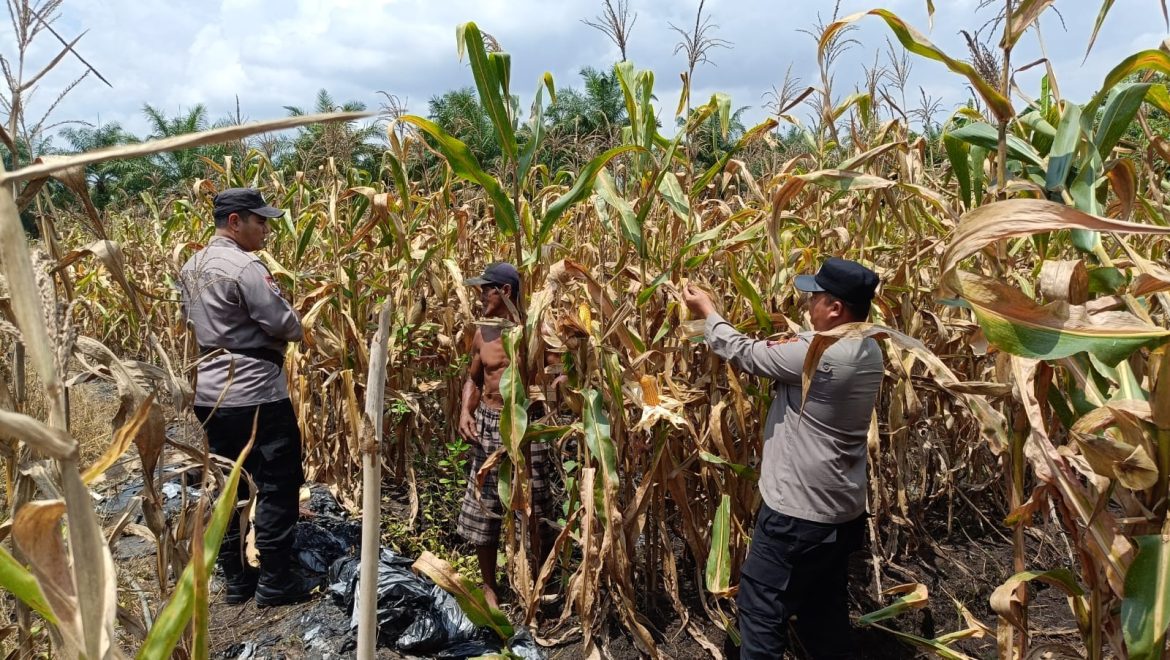 Sinergi Polri dan Petani, Polsek Tanah Putih Panen Jagung di Lahan Satu Hektar
