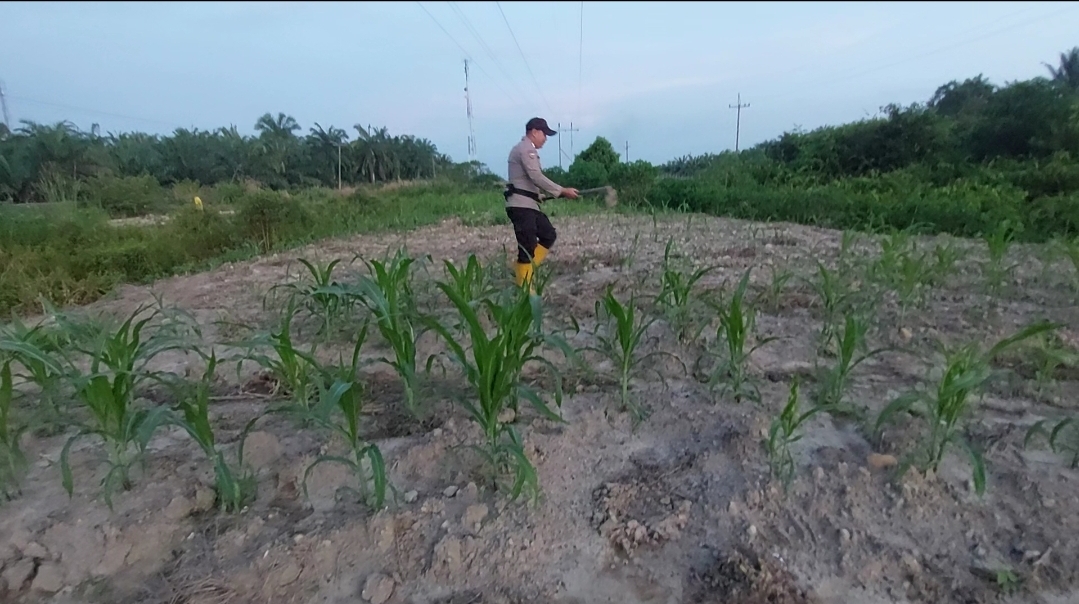 *Bhabinkamtibmas Polsek Rantau Kopar Cek Kontrol Tanaman Jagung Pipil Kelompok Tani*