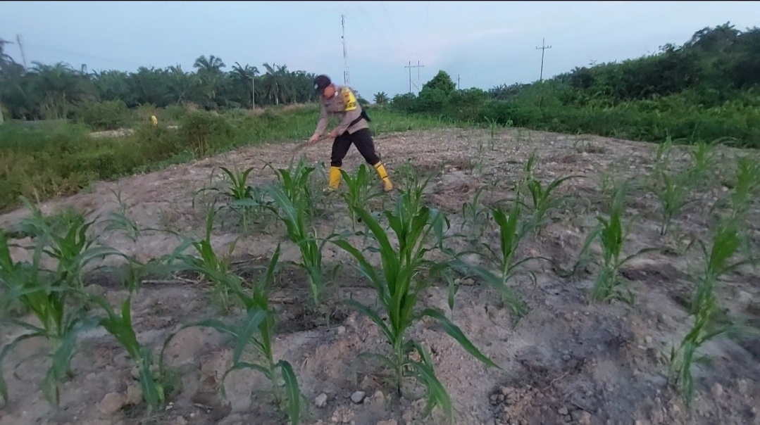 *Bhabinkamtibmas Polsek Rantau Kopar Cek Kontrol Tanaman Jagung Pipil Kelompok Tani*