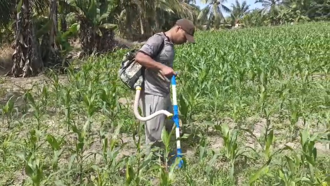 Polsek Tanah Putih Intensifkan Perawatan Jagung Ketapang, Dukung Asta Cita Presiden RI di Bidang Ketahanan Pangan
