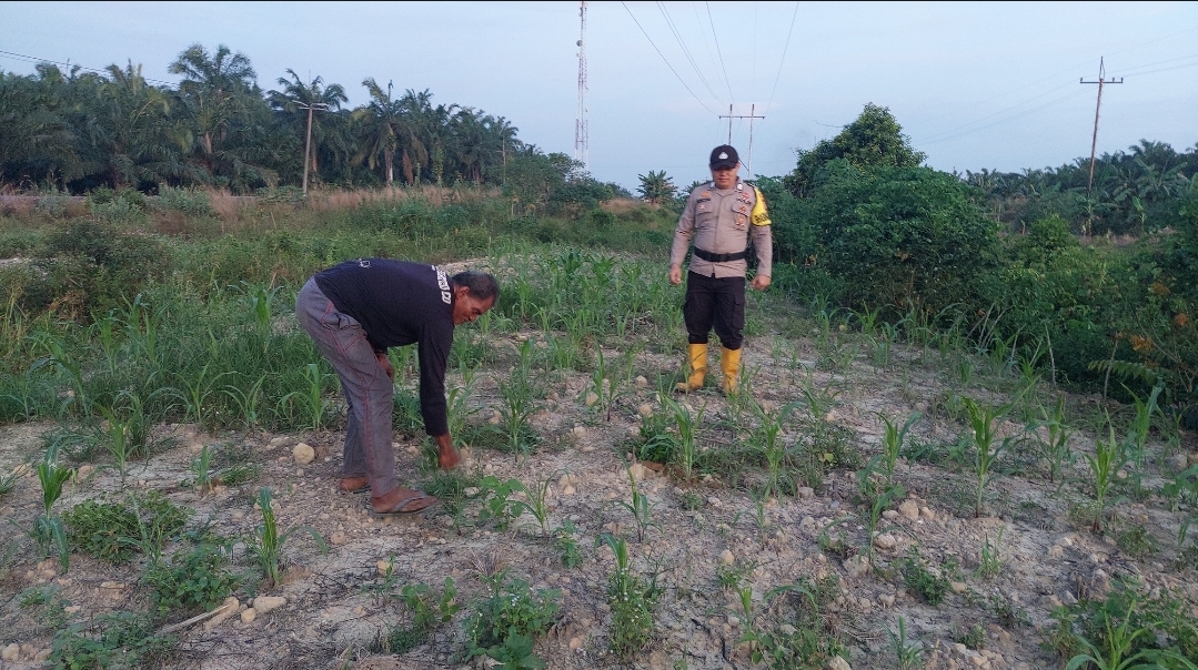 *Bhabinkamtibmas Polsek Rantau Kopar Monitoring Tanaman Jagung Pipil di Kec. Rantau Kopar*