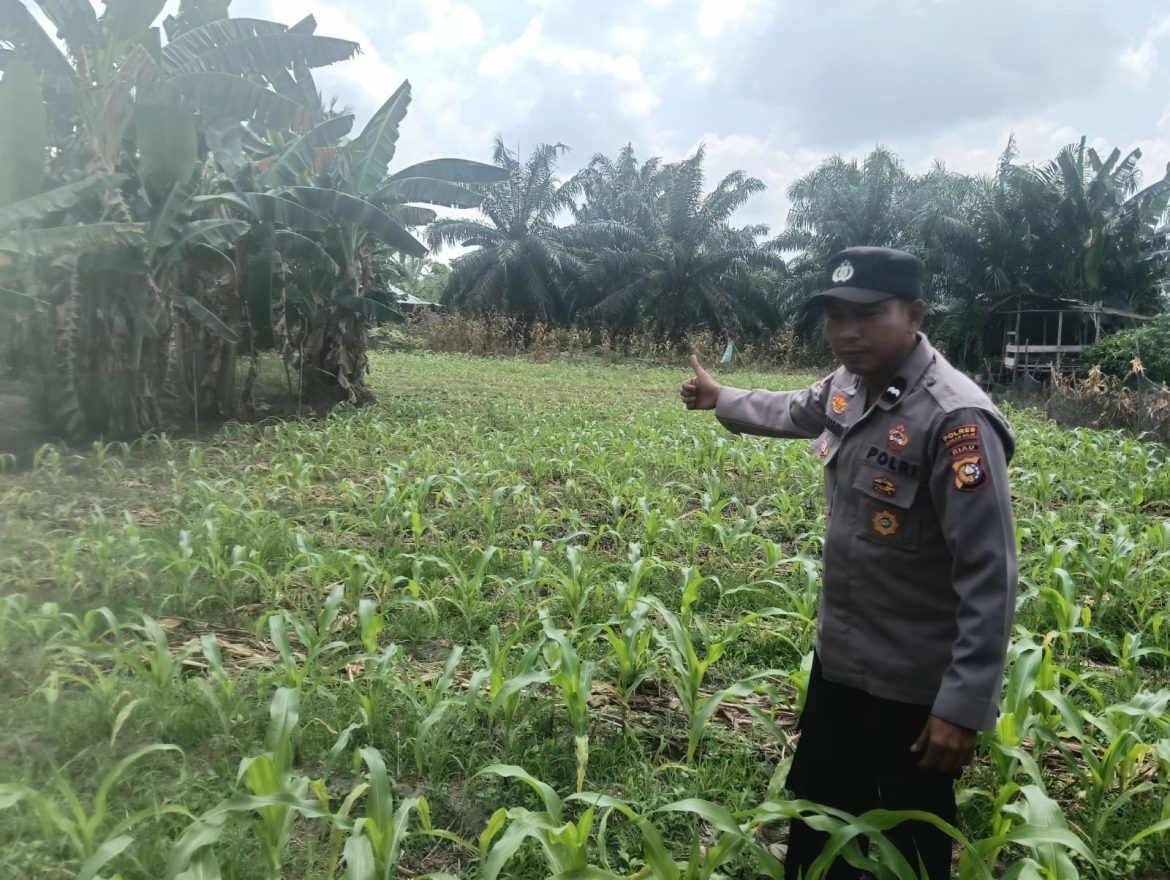 Personil polsek TPTM kembali lakukan peninjauan lahan jagung pipil di wilayah hukum Polsek TPTM