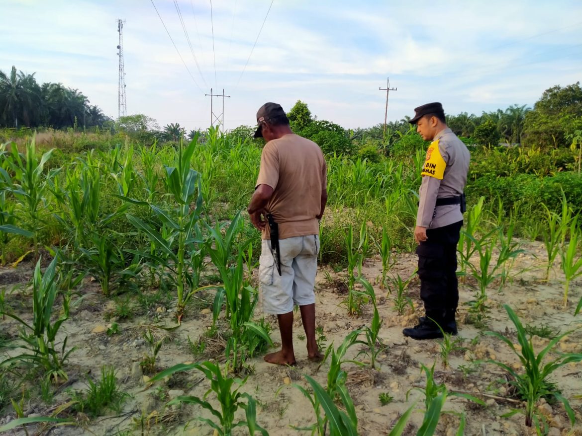*Bhabinkamtibmas Kel. Rantau Kopar Melaksanakan kegiatan pengecekan Ketahanan pangan jagung pipil*