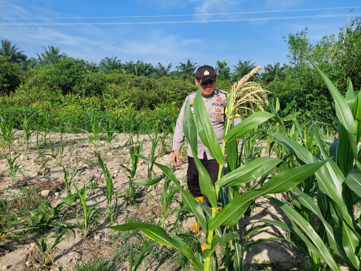 *Dukung Ketahanan Pangan Nasional, Bhabinkamtibmas Polsek Rantau Kopar Bripka Kuncoro, S.H. Monitoring Tanaman Jagung Pipil Warga*