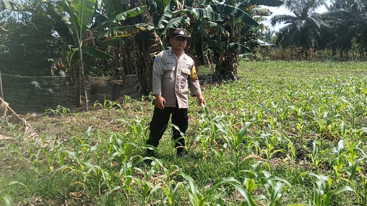 Personil polsek TPTM lakukan monitoring secara berkala untuk memastikan perkembangan tanaman jagung pipil di wilayah hukum Polsek TPTM