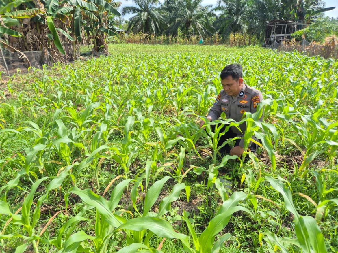 Personil polsek TPTM gencarkan peninjauan tanaman jagung yang baru tumbuh agar terhindar dari hama yang menyebabkan gagal panen