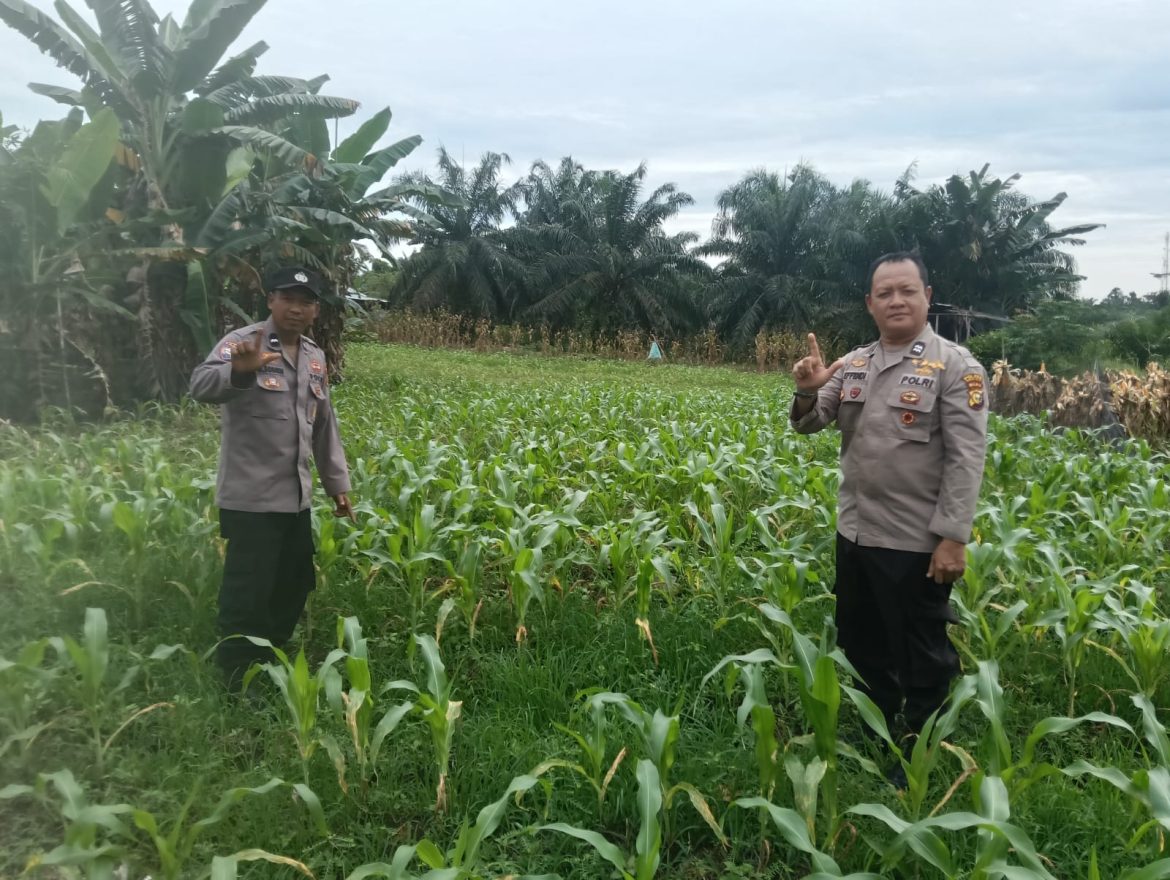 Lakukan pengecekan langsung kanit samapta dan babinkamtibmas  Polsek TPTM,   terlihat  Jagung pipil tumbuh subur ,namun ada beberapa tumbuhan yang terserang hama,