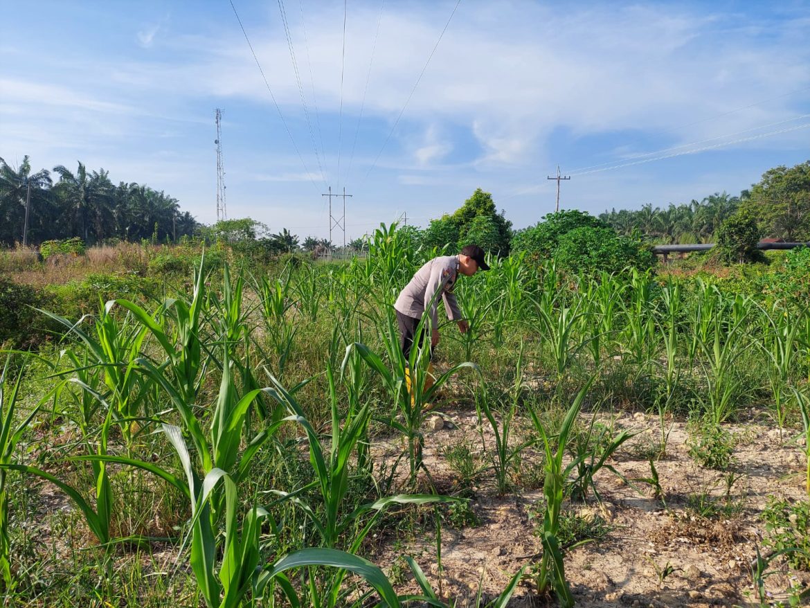 *Pertumbuhan Jagung Pipil di Rantau Kopar Jadi Perhatian Bhabinkamtibmas Bripka Kuncoro, S.H.*