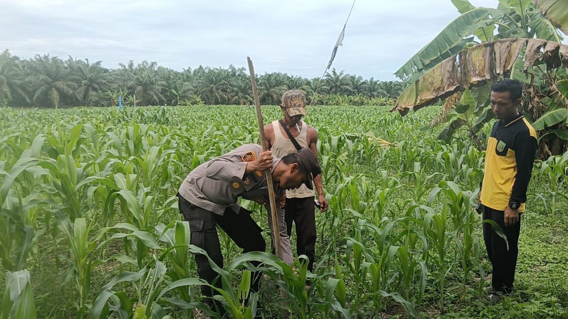 Kapolsek TPTM IPTU K.F.sidabutar SH.MH. lakukan pengecekan  jagung pipil bersama kelompok tani dan unsur pemerintah Kepenghuluan Mesah di parit karim