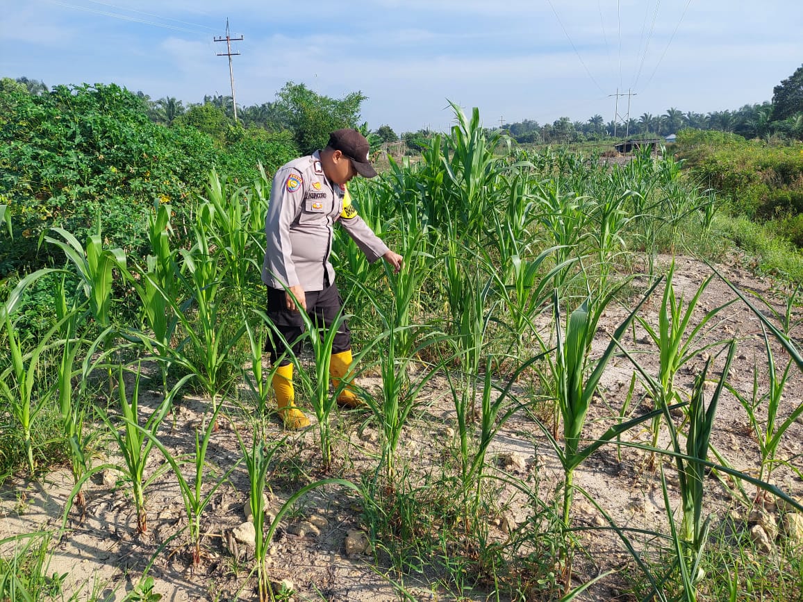 *Bhabinkamtibmas Polsek Rantau Kopar Cek Kondisi Jagung Pipil, Dukung Ketahanan Pangan Nasional*