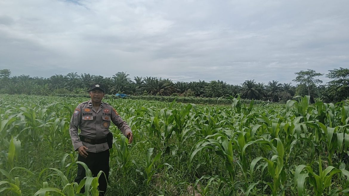 Personil polsek TPTM, kembali lakukan peninjauan tanaman jagung pipil di kepenghuluan mesah, parit karim