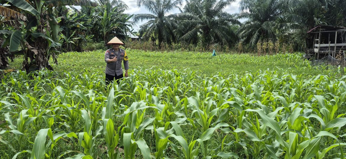 Personil polsek TPTM lakukan kegiatan rutin pengecekan dan monitoring tanaman jagung pipil di wilayah hukum Polsek TPTM