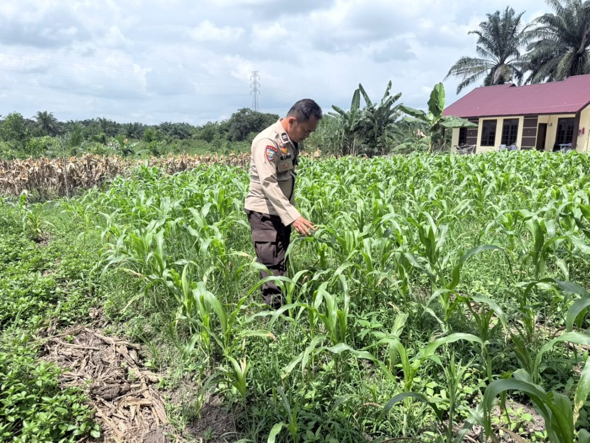 Personil polsek TPTM kembali lakukan monitoring tanaman jagung pipil di wilayah hukum Polsek TPTM