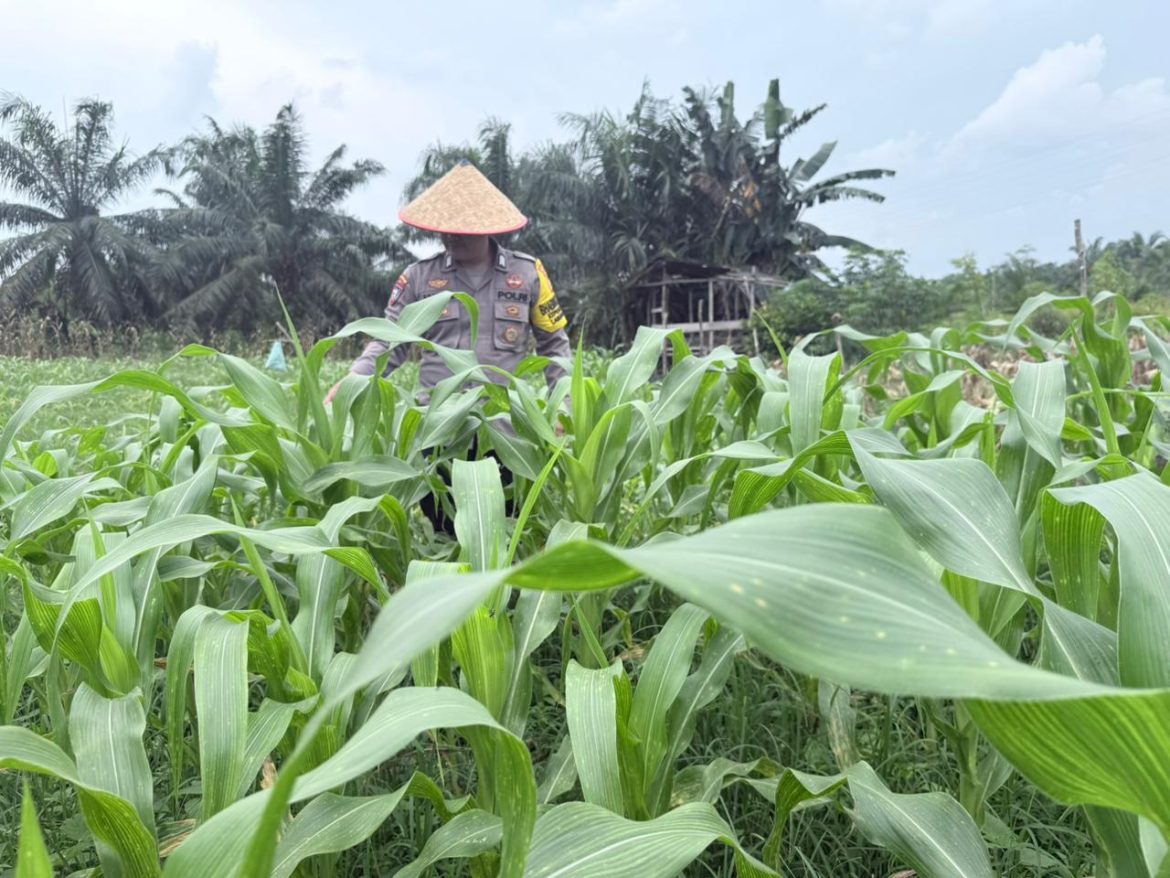 Personil polsek TPTM lakukan peninjauan dan monitoring tanaman jagung pipil di wilayah hukum Polsek TPTM