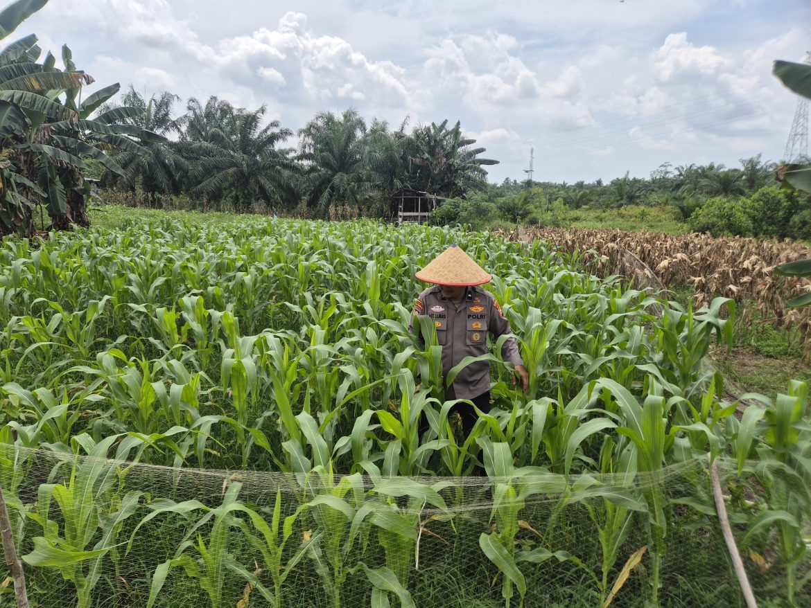 Dukung program swasembada pangan nasional, Polsek TPTM kembali lakukan peninjauan jagung pipil diwilayah hukum Polsek TPTM