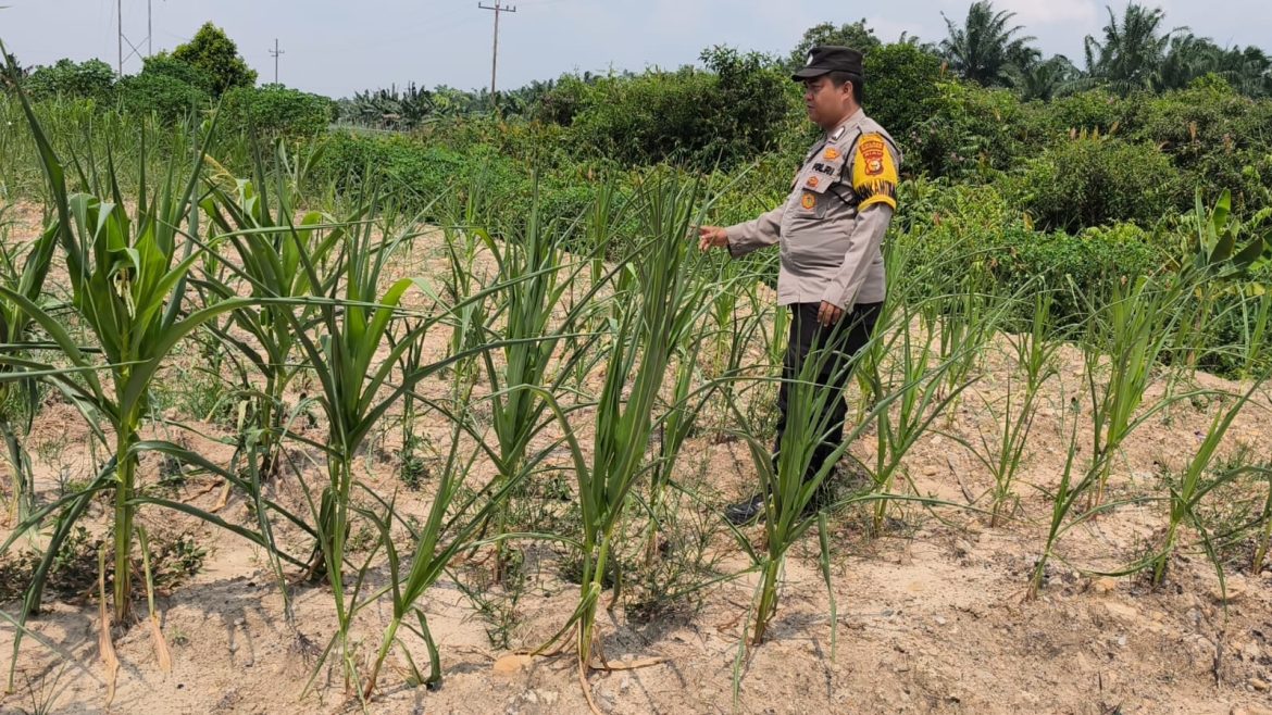 *Bhabinkamtibmas Kel. Sungai Rangau Cek Ketahanan pangan jagung pipil*