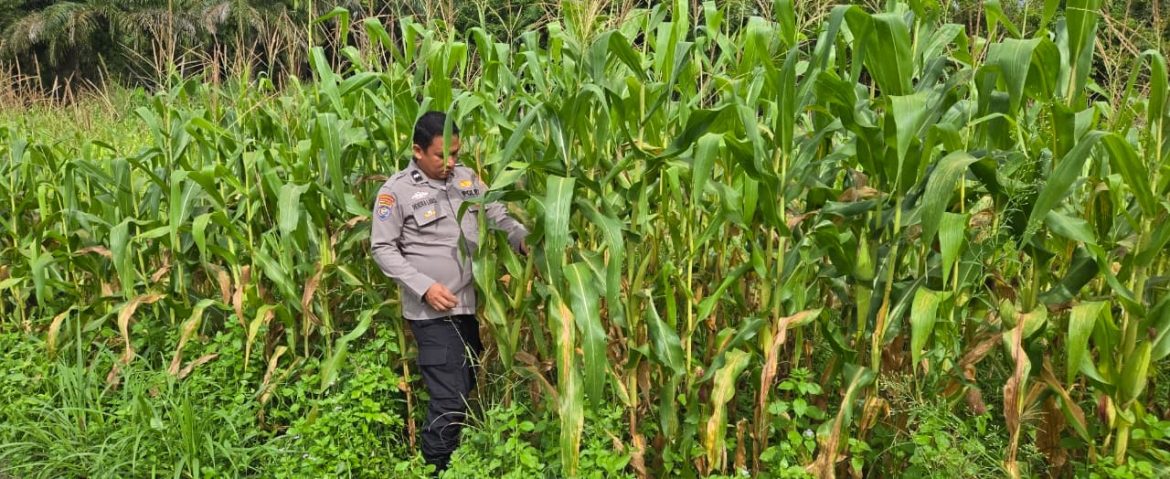 Personil polsek TPTM  AIPDA G.H lubis,SH lakukan kegiatan pengecekan tanaman jagung pipil di wilayah hukum Polsek TPTM