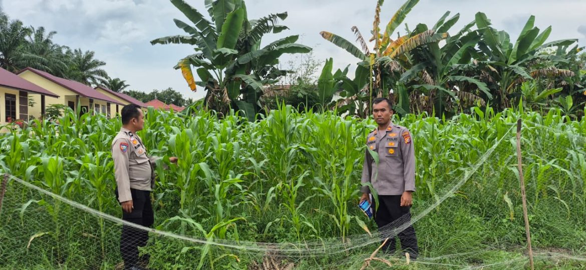 Kapolsek TPTM IPTU Kodam firman Sidabutar turun langsung lakukan pengecekan jagung pipil di wilayah hukum Polsek TPTM