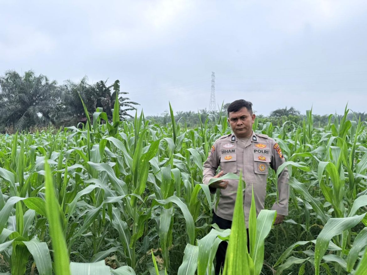 Personil polsek TPTM kembali lakukan kegiatan rutin pengecekan tanaman jagung pipil di wilayah hukum Polsek TPTM