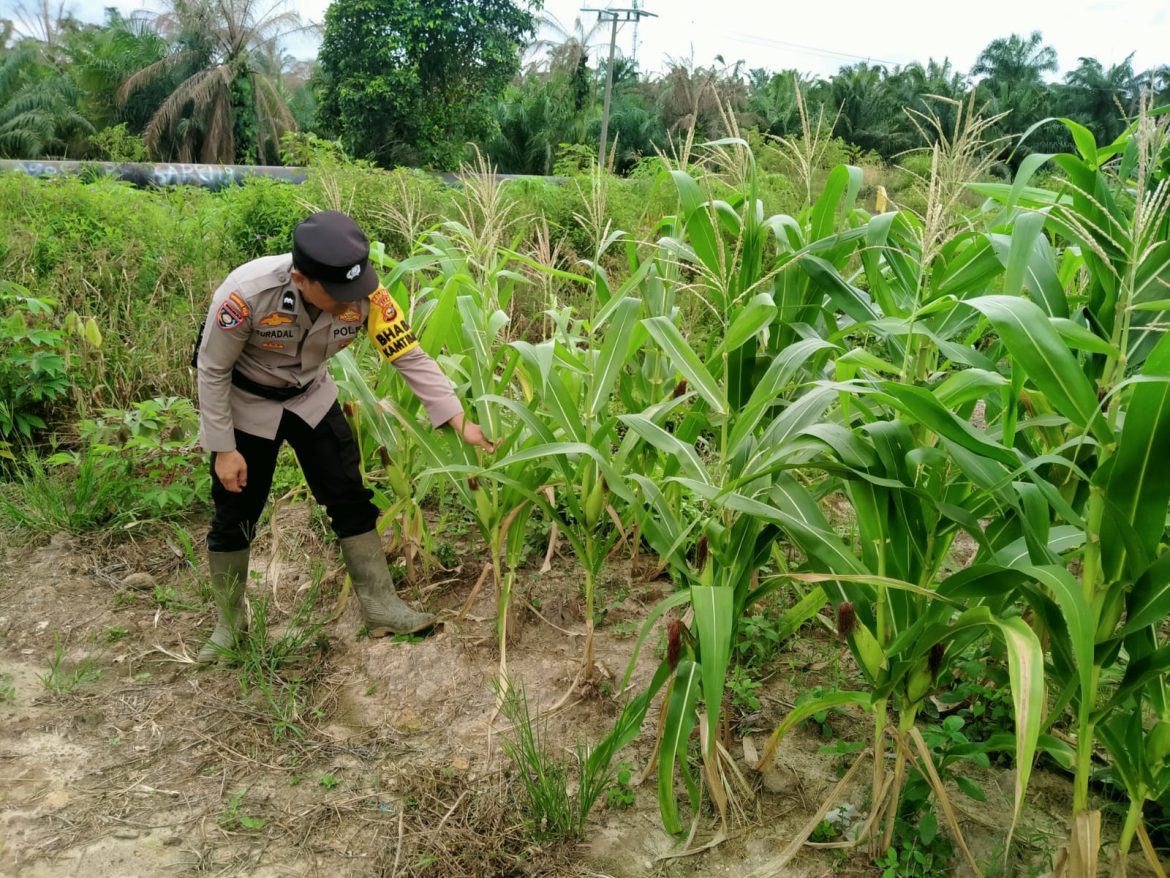 *Bhabinkamtibmas Kel. Rantau Kopar Cek Ketahanan pangan jagung pipil*