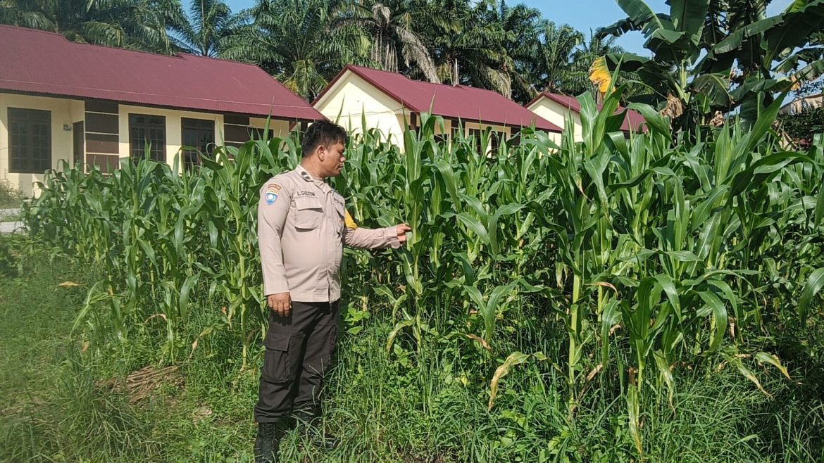 Personil polsek TPTM kembali lakukan peninjauan tanaman jagung pipil sebagai bentuk dukungan polri terhadap program nasional