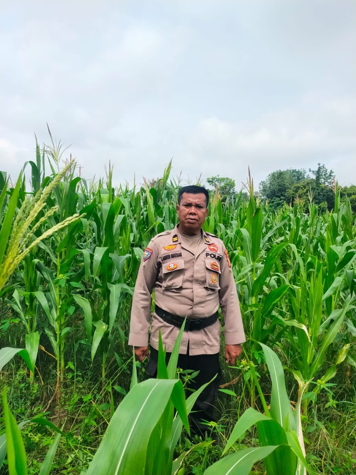 POLSEK TANAH PUTIH LAKUKAN PENGECEKAN DAN PENYEMPROTAN TANAMAN JAGUNG PROGRAM KETAHANAN PANGAN DI UJUNG TANJUNG