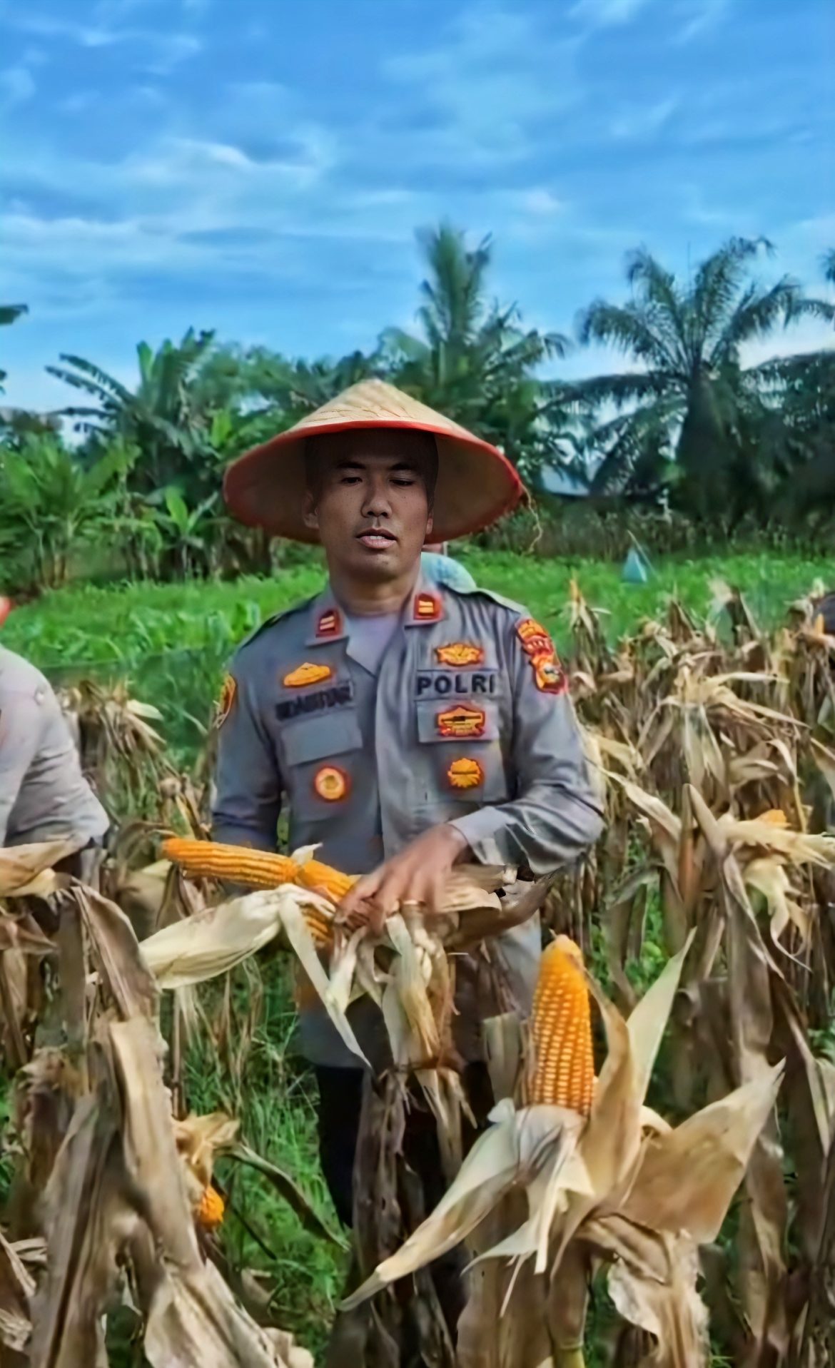 Kapolsek TPTM bersama petani lakukan panen jagung pipil kuwartal ll di Mako Polsek TPTM